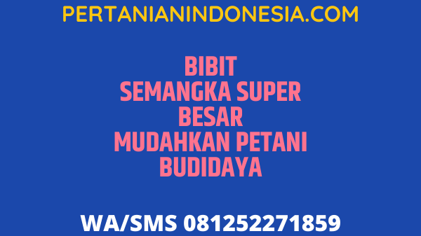 Bibit Semangka Super Besar Mudahkan Petani Budidaya